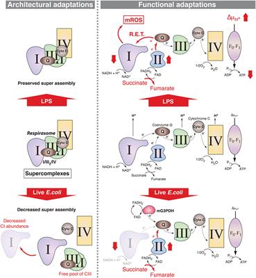 Innate Immune Function of Mitochondrial Metabolism